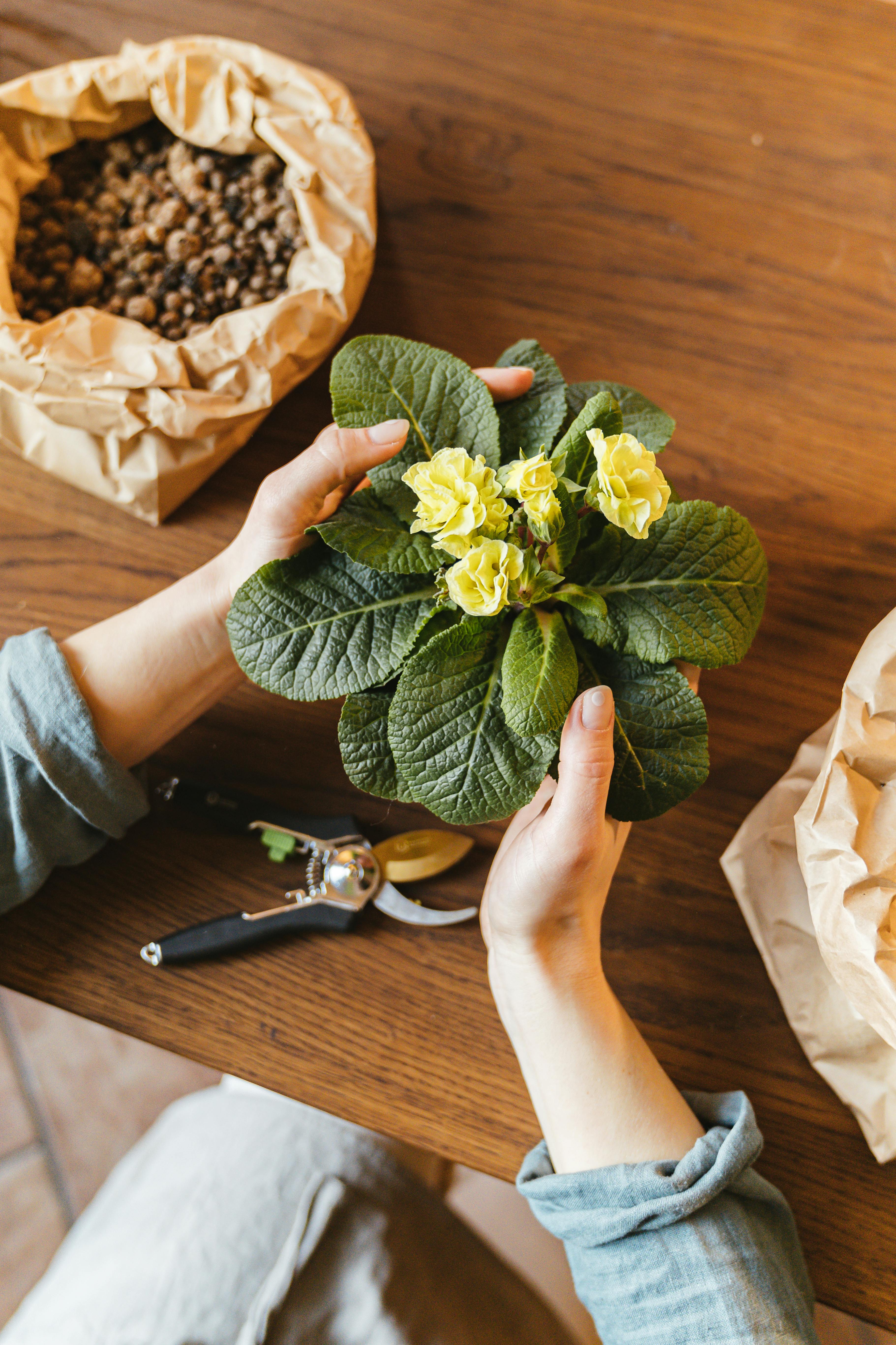 Garten mit verschiedenen Pflanzen