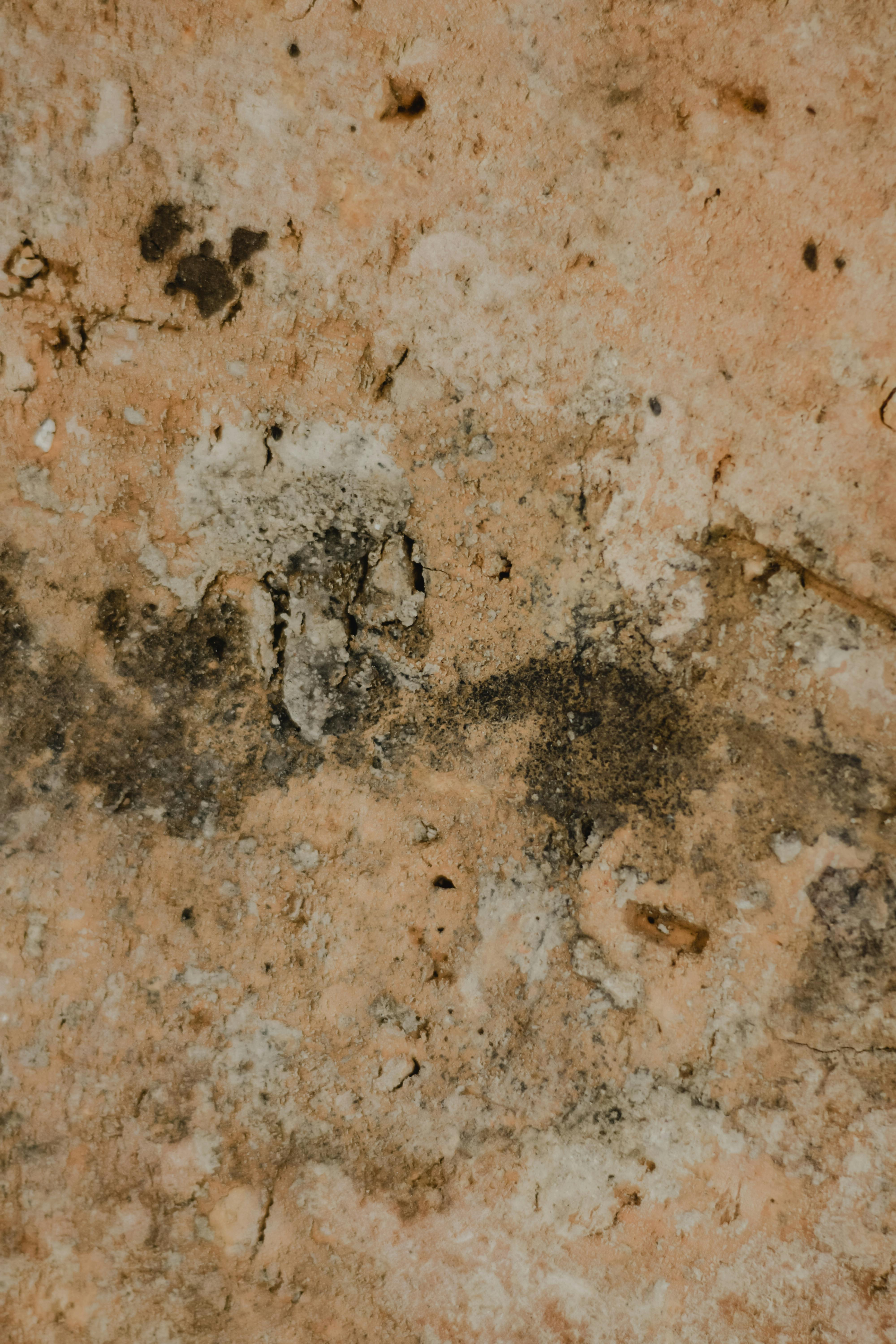 Mold on Walls Example