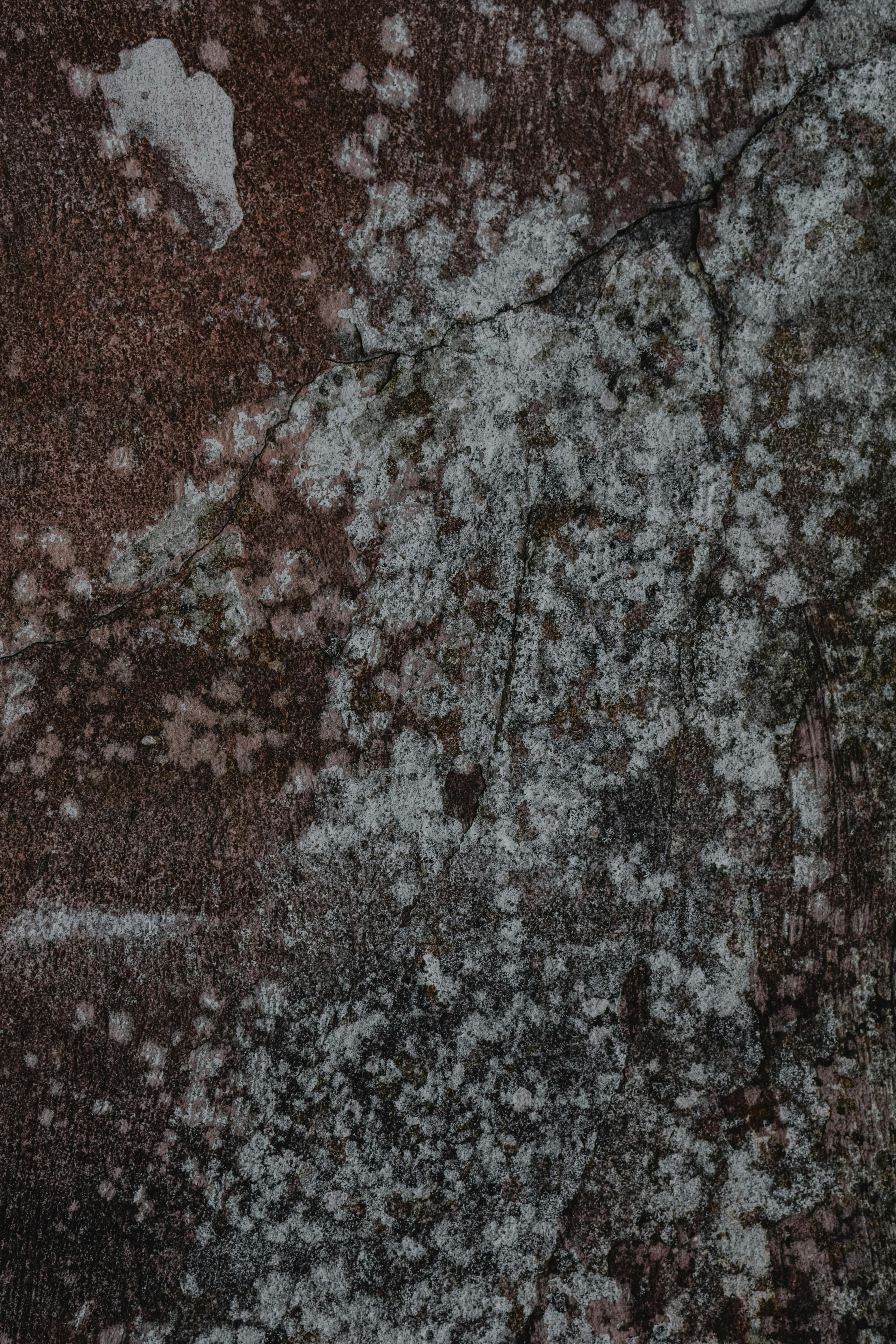 Mold Damage on Wall